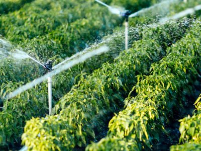 Irrigation